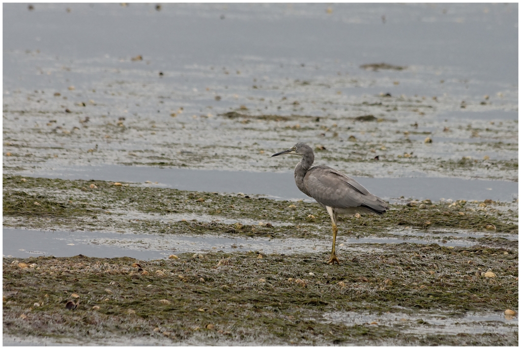 11 - Cape Farewell (09).jpg